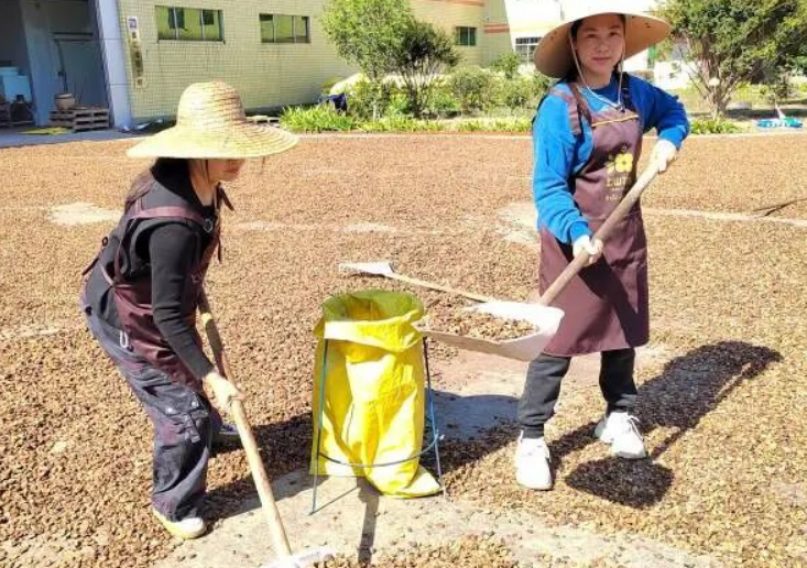龍川駱姓姊妹花:從零開始創(chuàng)業(yè)十六載,鋪就長洲村“綠色共富”產(chǎn)業(yè)路-專在家創(chuàng)業(yè)網(wǎng)